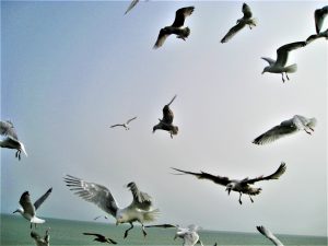 seagulls flying in the air 