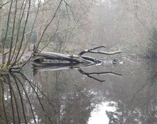 tree fallen over in a lake