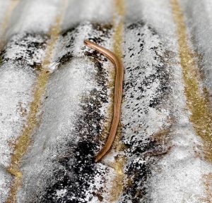 a slow worm on a piece of corrugated iron
