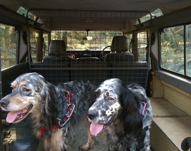 dogs in the back of a car